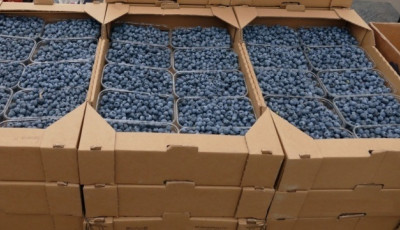 Лохина в Україні за тиждень подешевшала на 17%