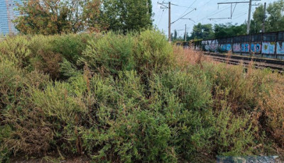 У Києві судитимуть підприємця за привласнення майже 4,9 млн грн, виділених на ліквідацію амброзії